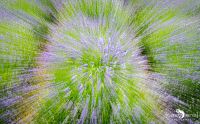 Petit Provence 020