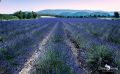 Provence 2020 010