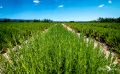 Provence 2020 020