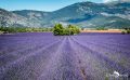 Provence 2020 009