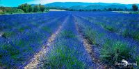 Provence 2020 013