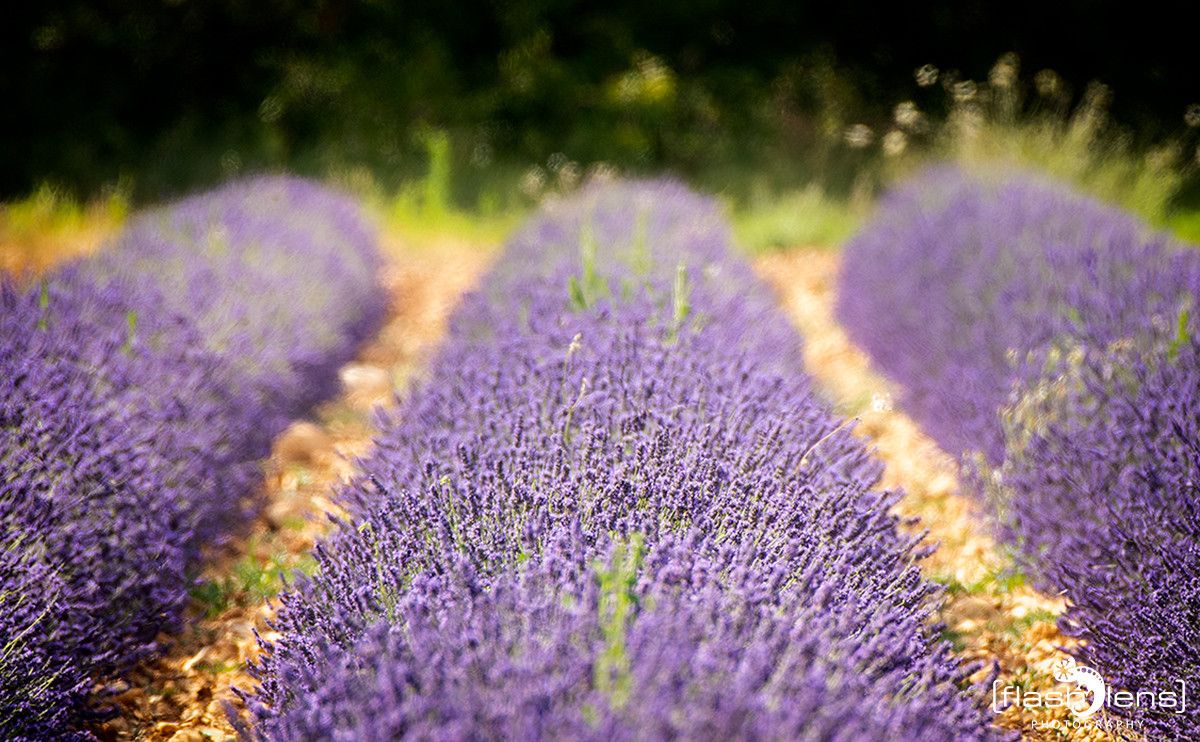 Provence 2020 014