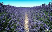 Provence 2020 015