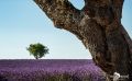 Provence 2020 016