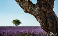 Provence 2020 016