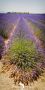 Provence 2020 019