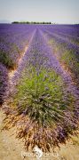Provence 2020 019