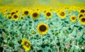 Provence 2020 023
