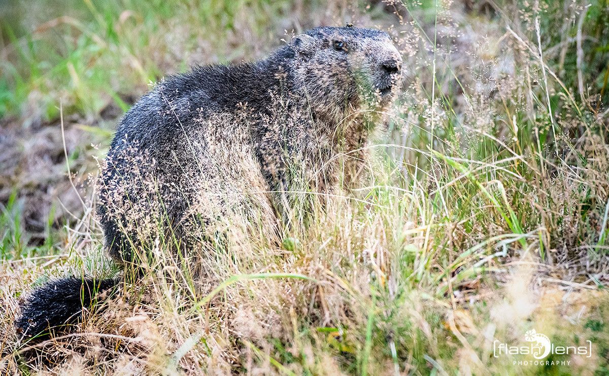 Wildpark Gangelt 023