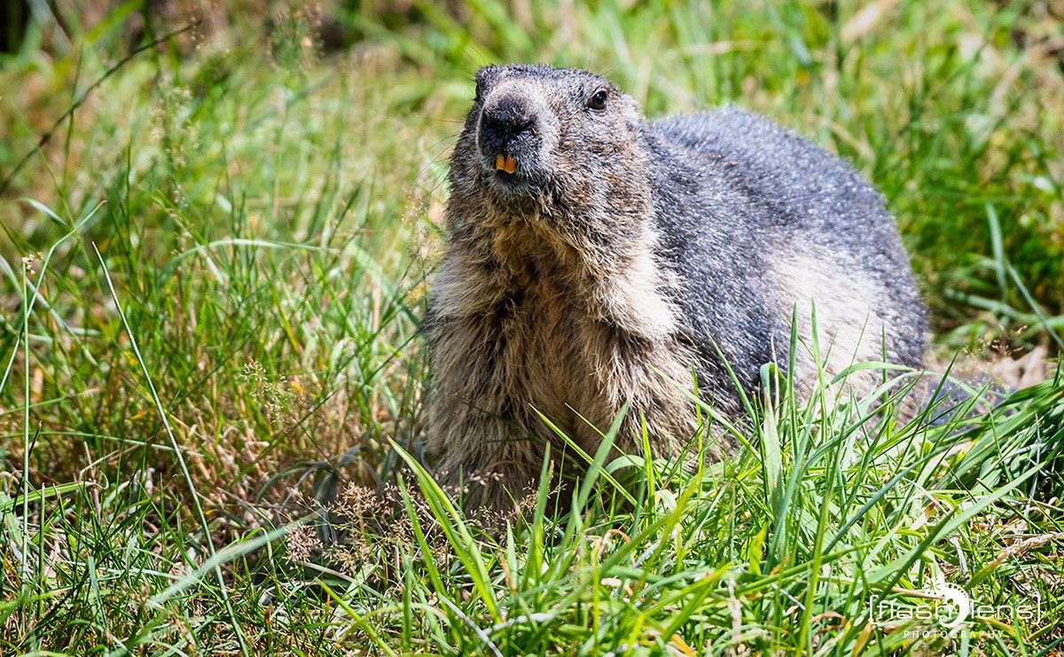 Wildpark Gangelt 025