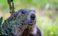 Wildpark Gangelt 002