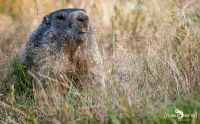 Wildpark Gangelt 005