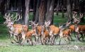 Wildpark Gangelt 038