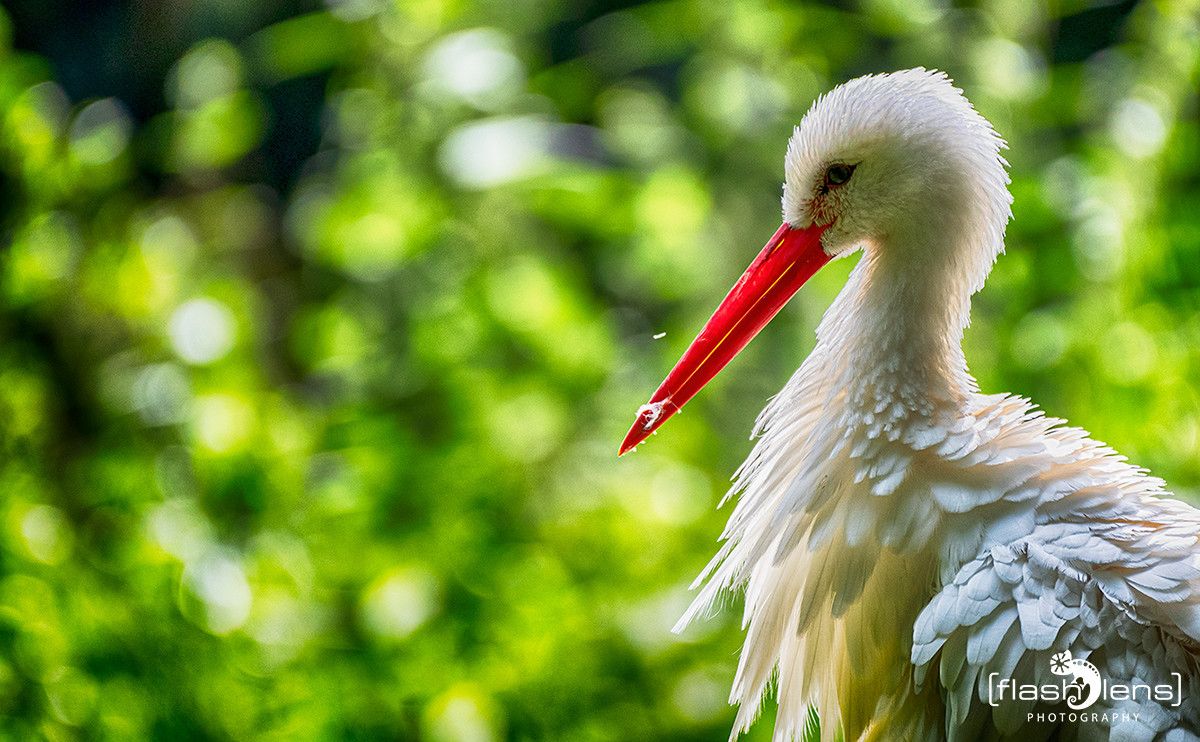 Wildpark Gangelt 051