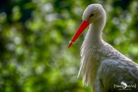 Wildpark Gangelt 054