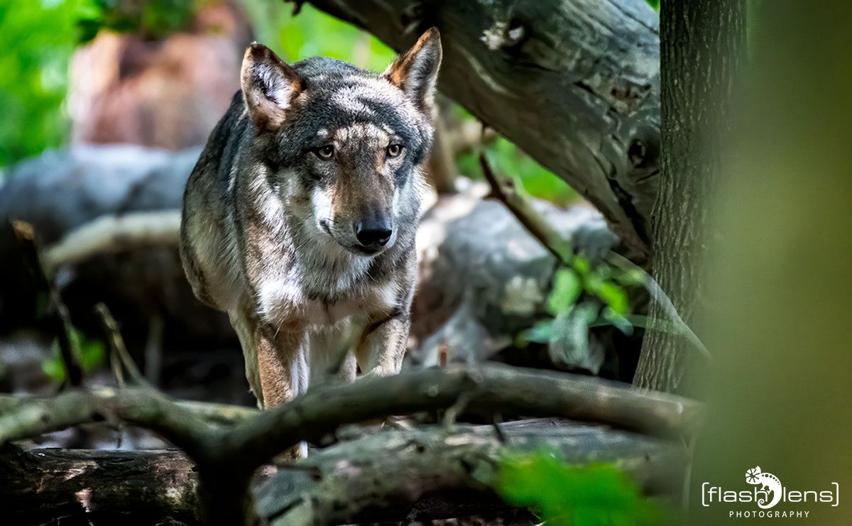 Wildpark Gangelt 062