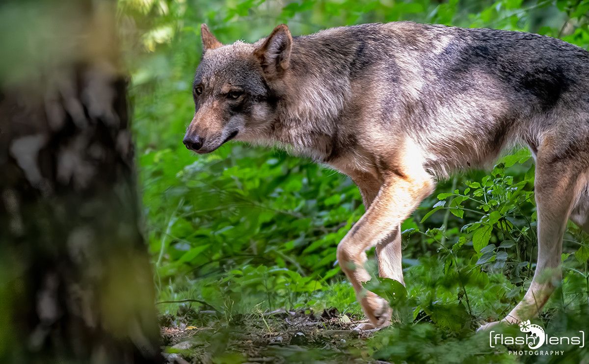 Wildpark Gangelt 063