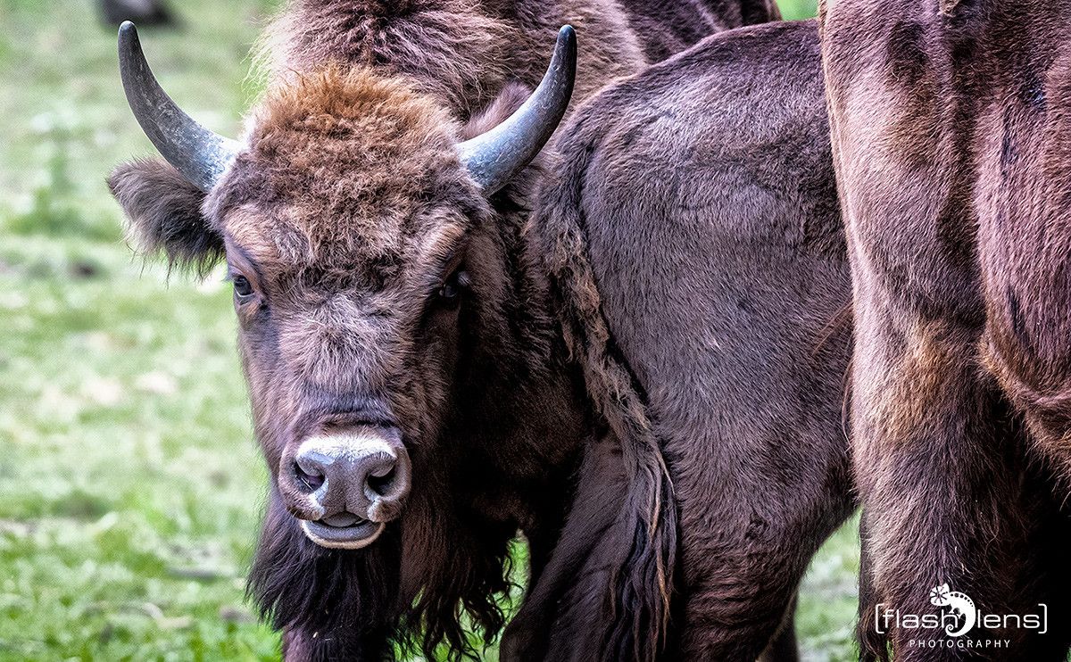 Wildpark Gangelt 070