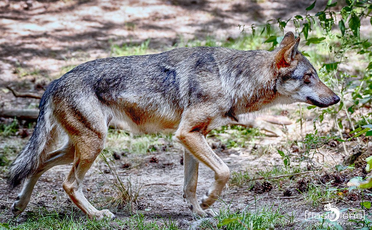 Wildpark Gangelt 060