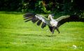 03Walsrode012