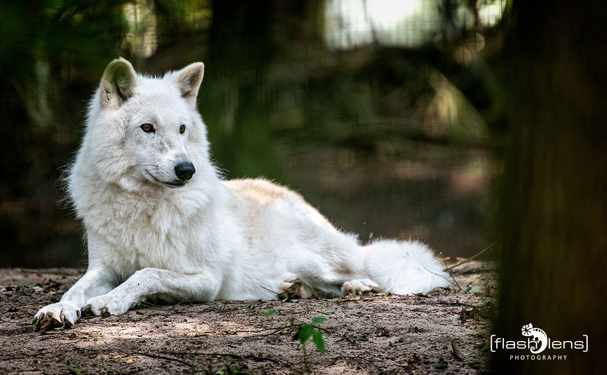 04Wolfcenter003