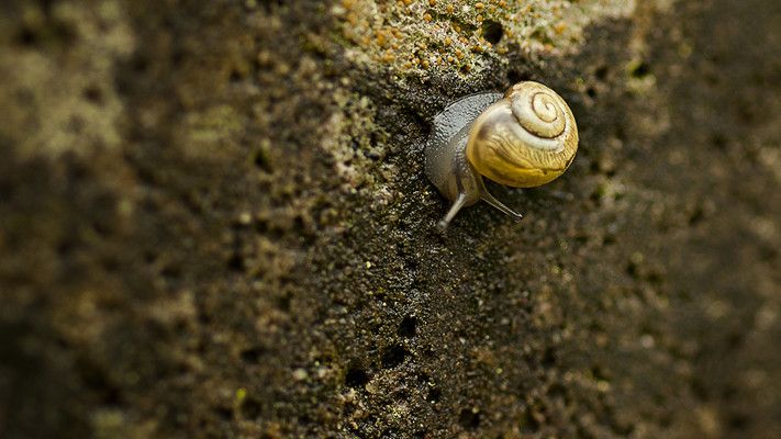 Schnecken 001