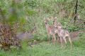 Rehe 002