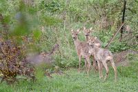 Rehe 002