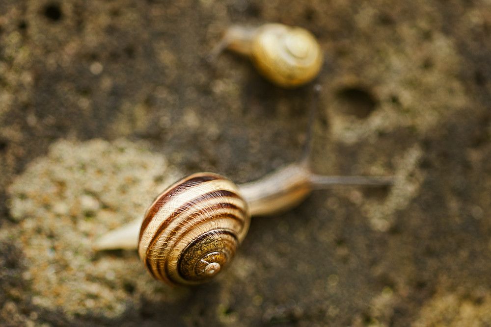 Schnecken 002