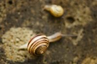 Schnecken 002