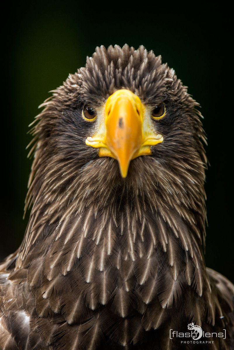 Riesenseeadler 001