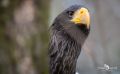 Riesenseeadler 003