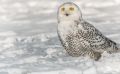 Schneeeule 001