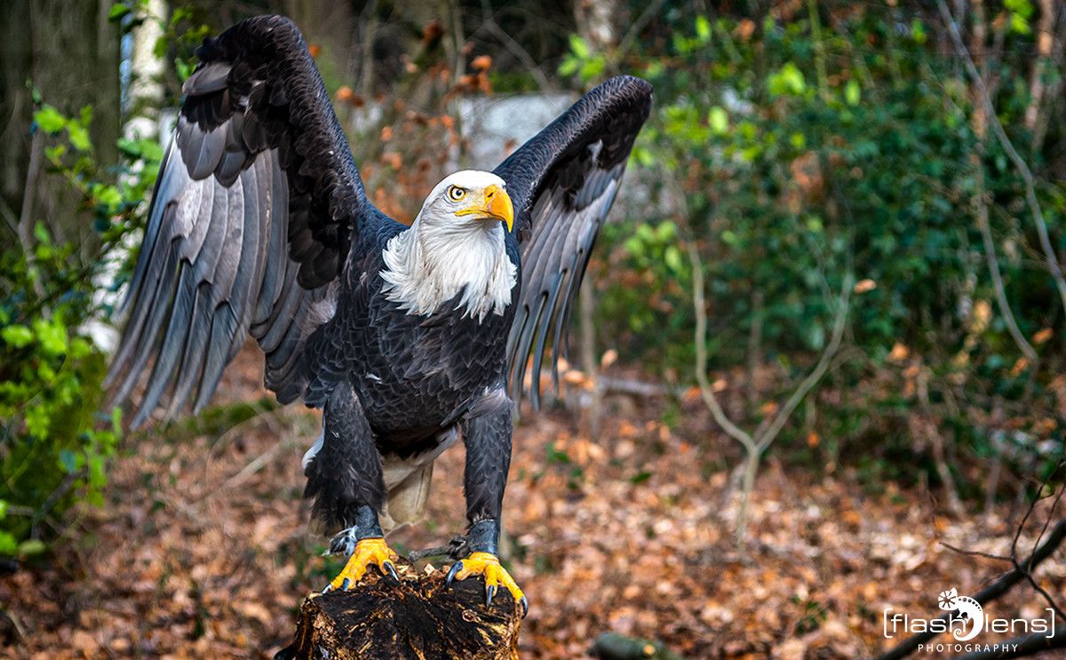 Weisskopfseeadler 001