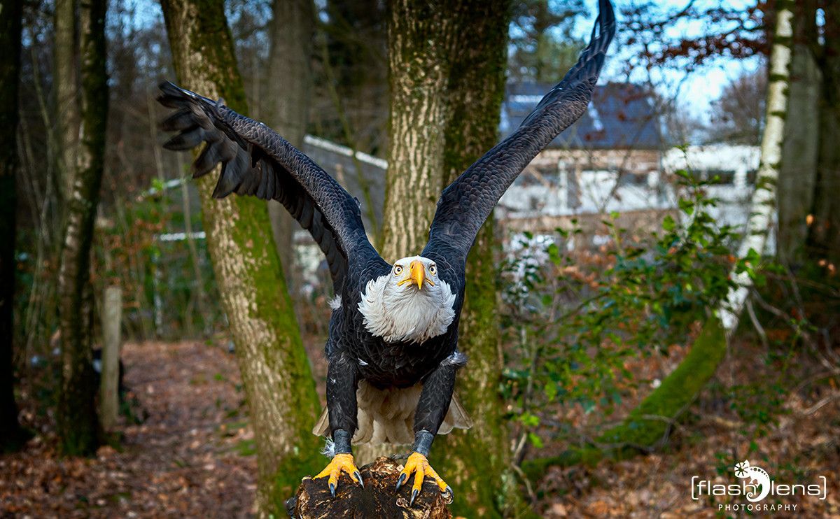 Weisskopfseeadler 003