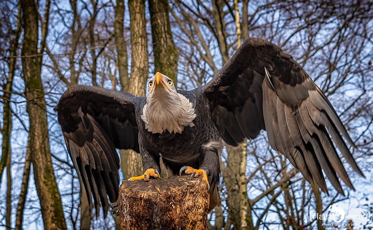 Weisskopfseeadler 006