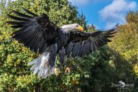 Weisskopfseeadler 016