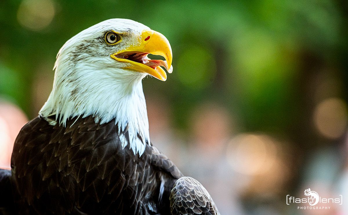 Weisskopfseeadler 020