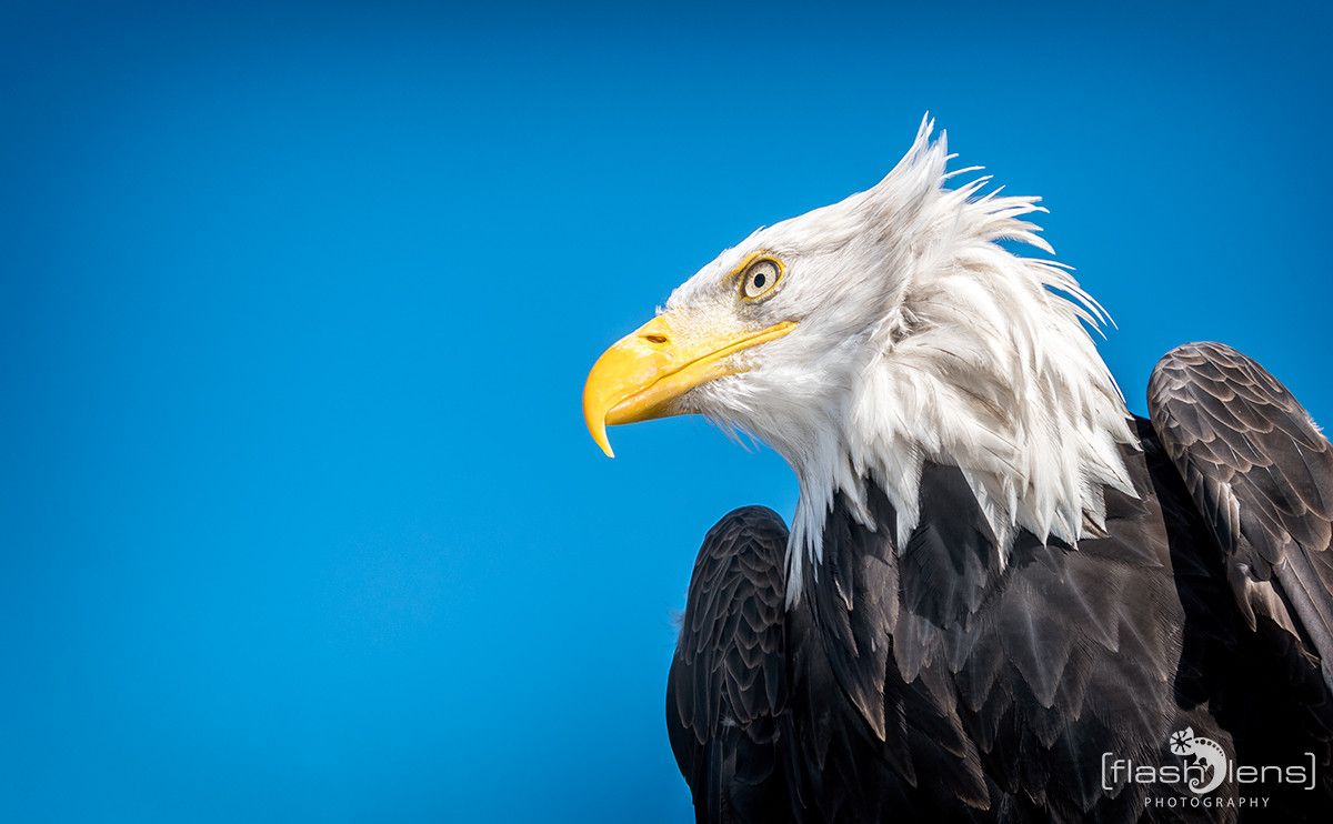Weisskopfseeadler 023