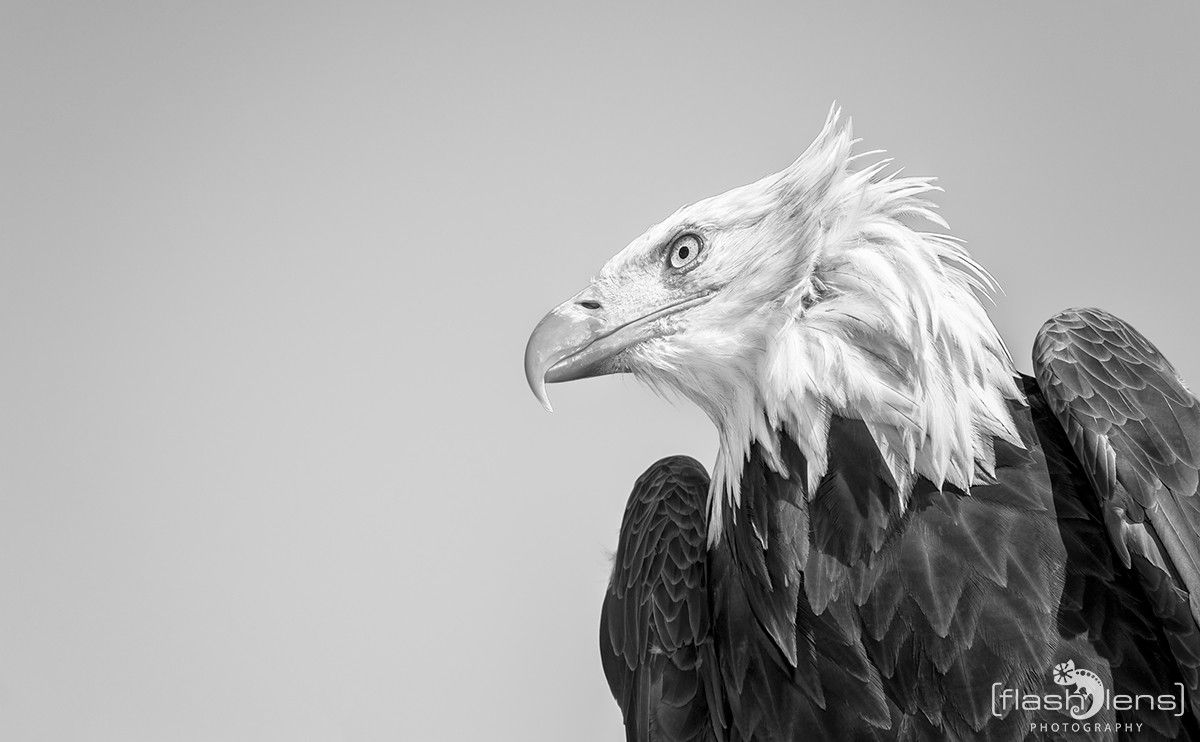 Weisskopfseeadler 024