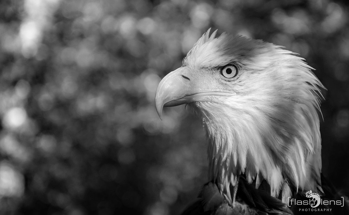 Weisskopfseeadler 025