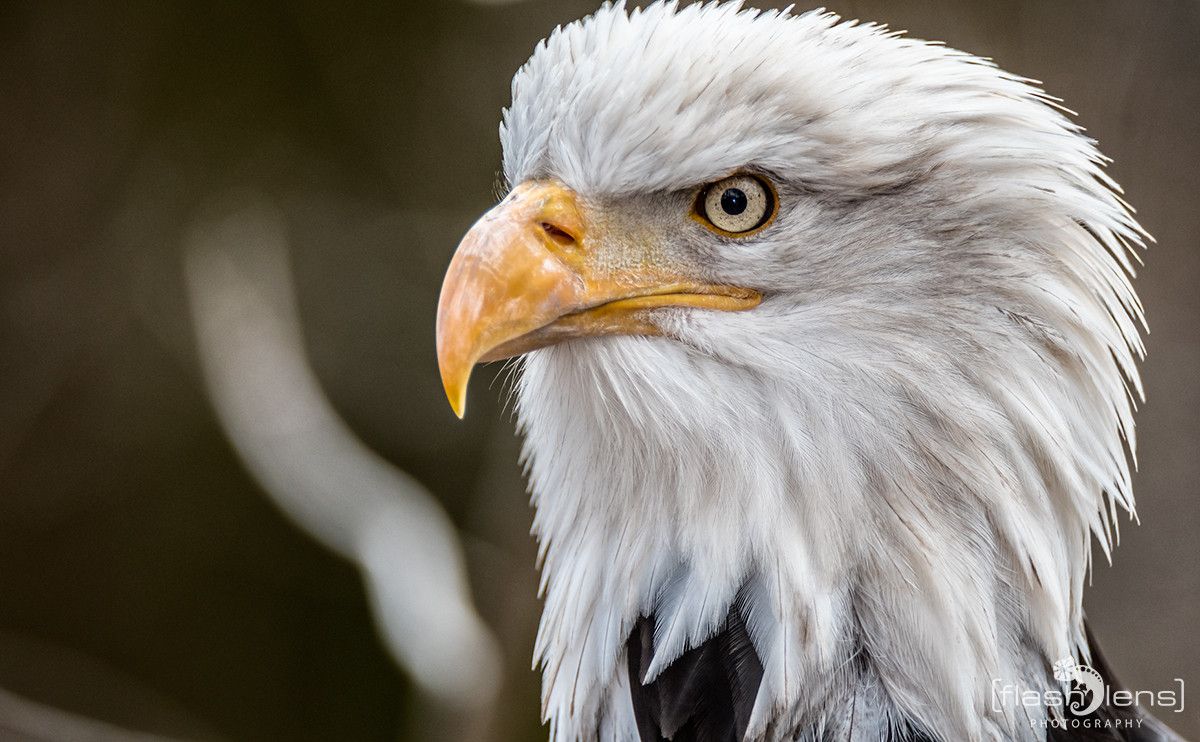 Weisskopfseeadler 027
