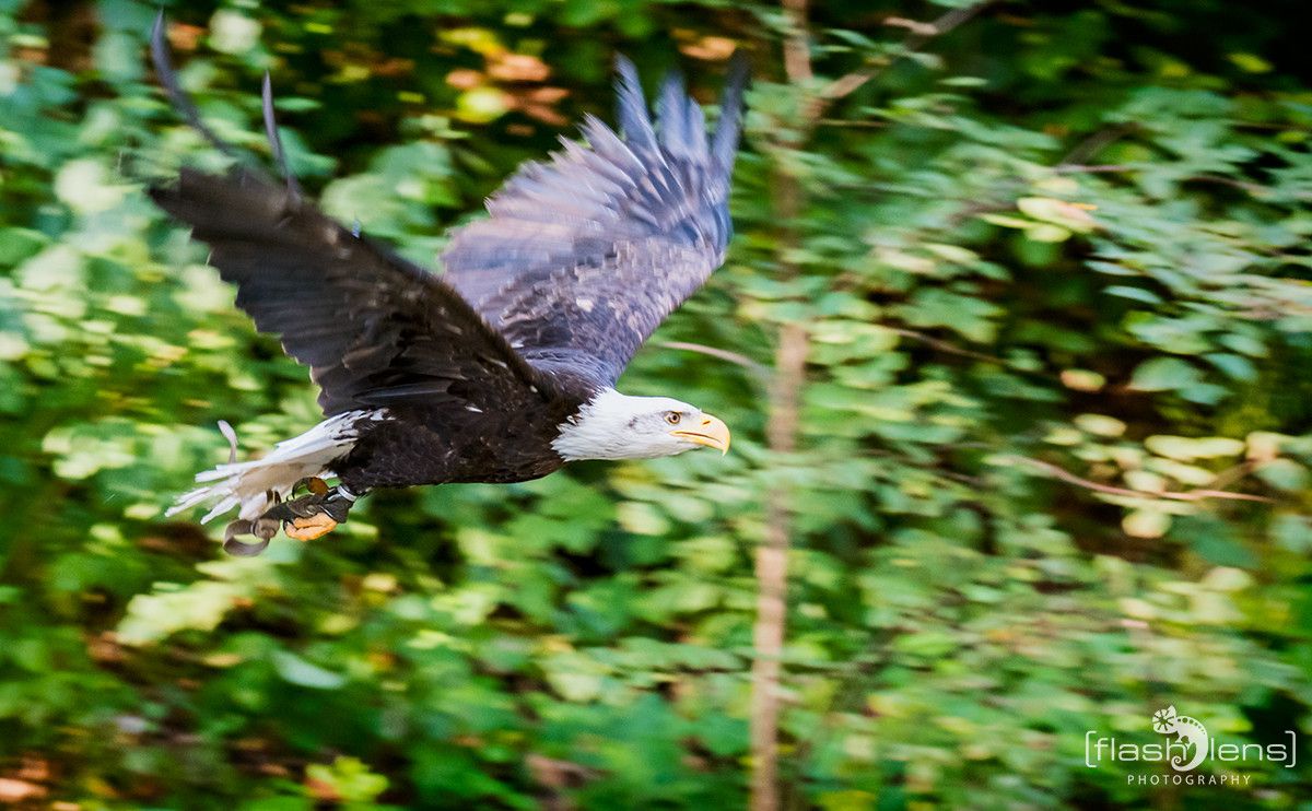 Weisskopfseeadler 030