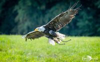 Weisskopfseeadler 035