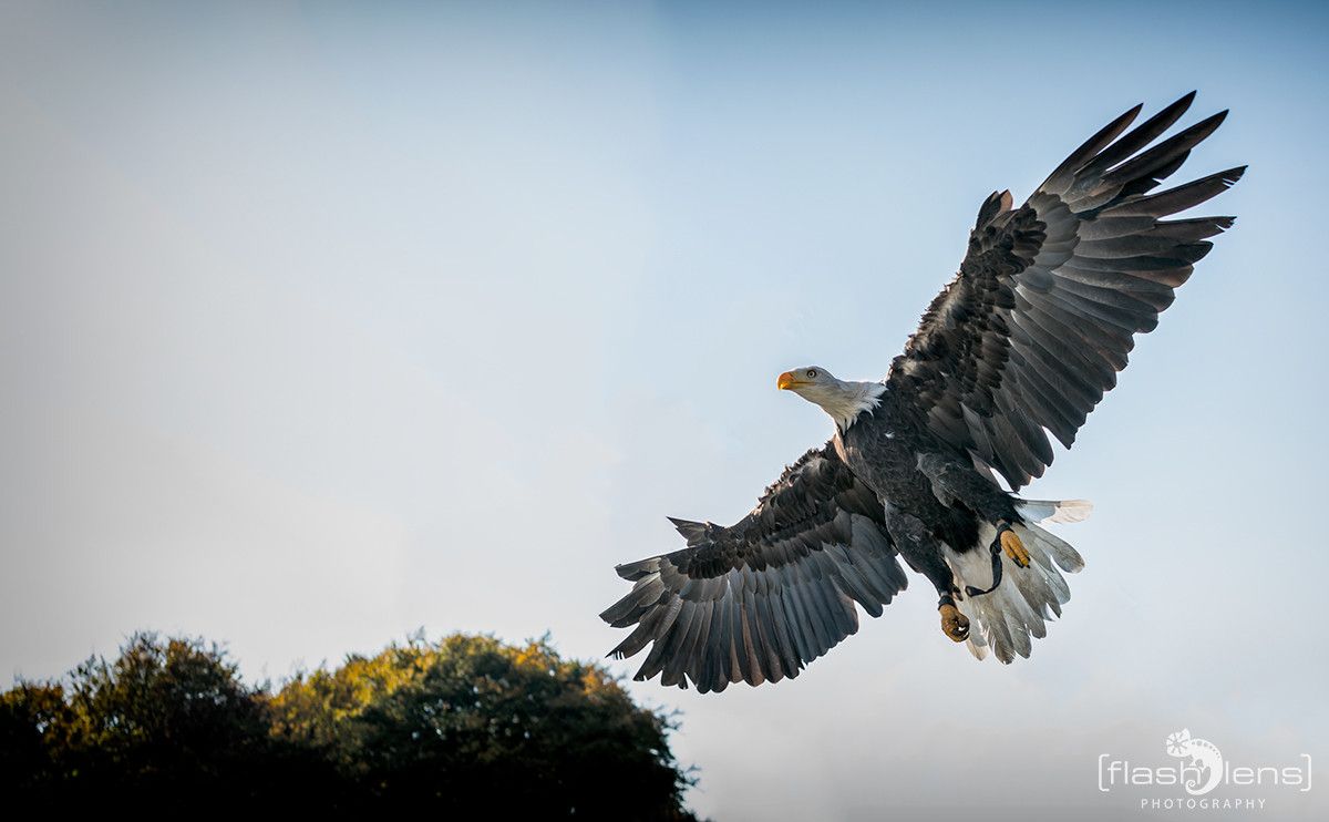 Weisskopfseeadler 038