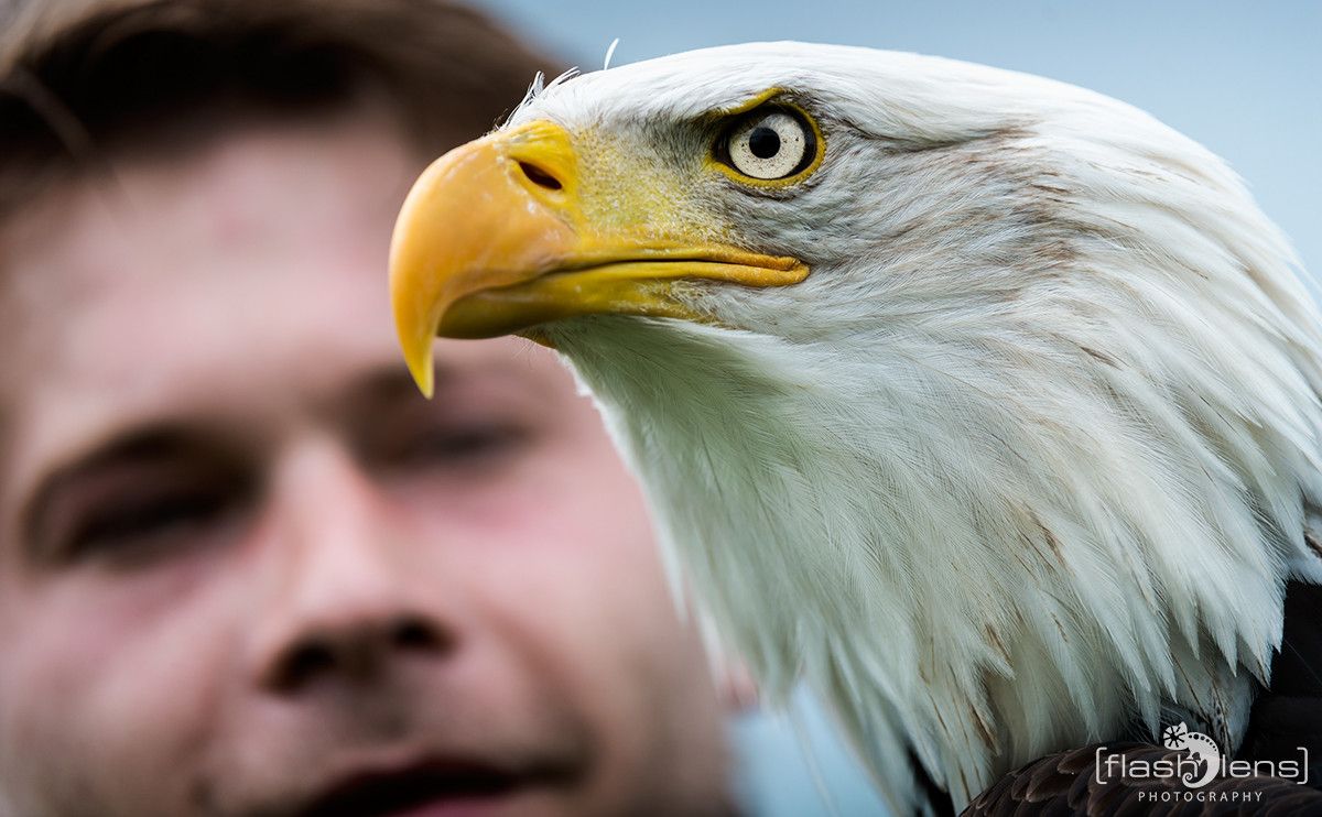 Weisskopfseeadler 048