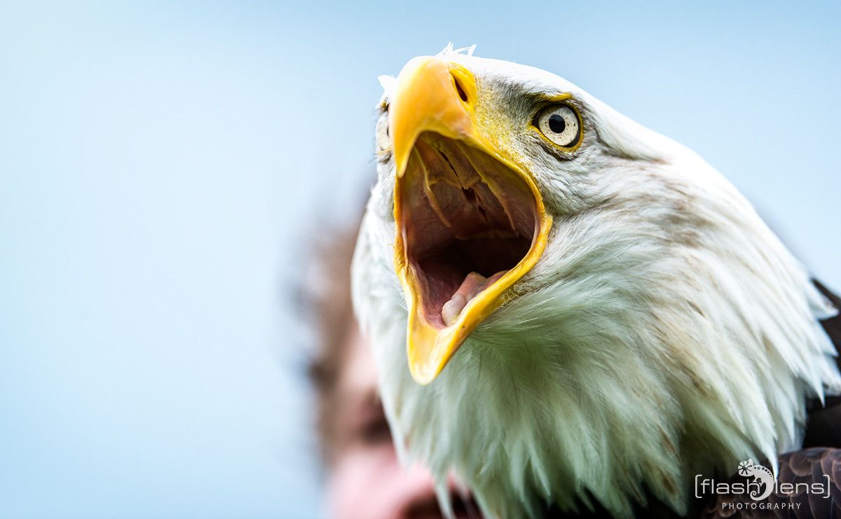 Weisskopfseeadler 049