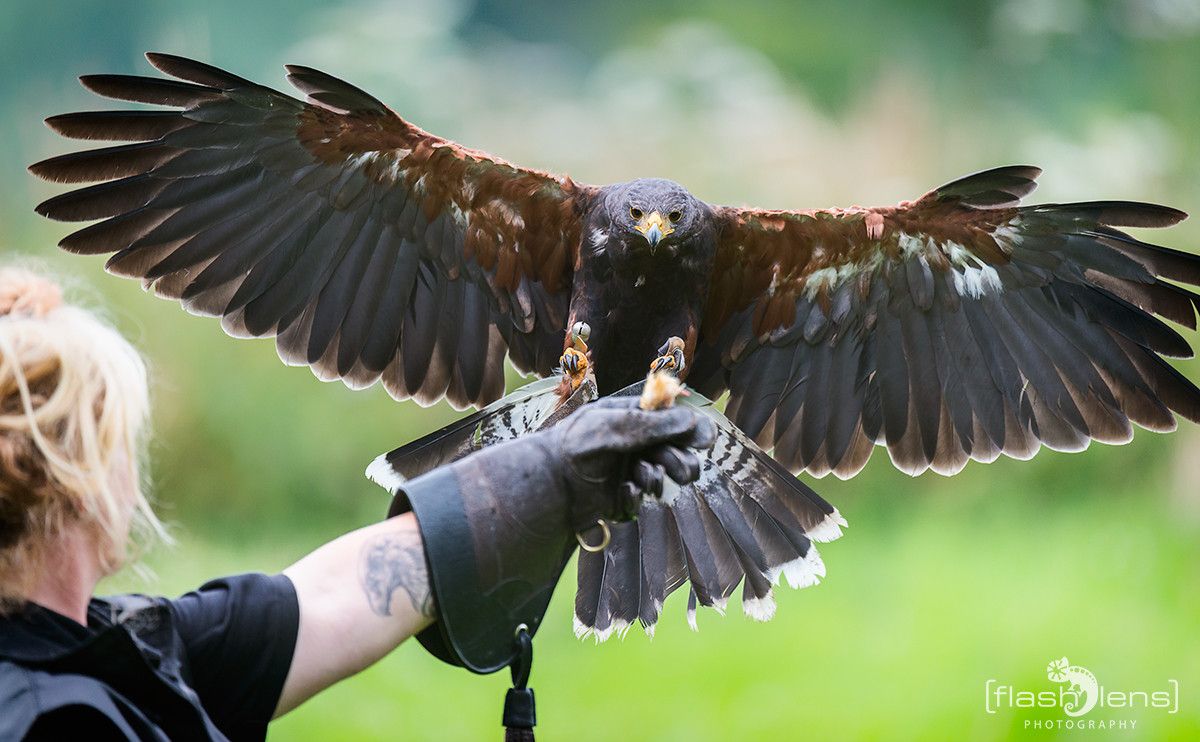 Wustenbussard 003