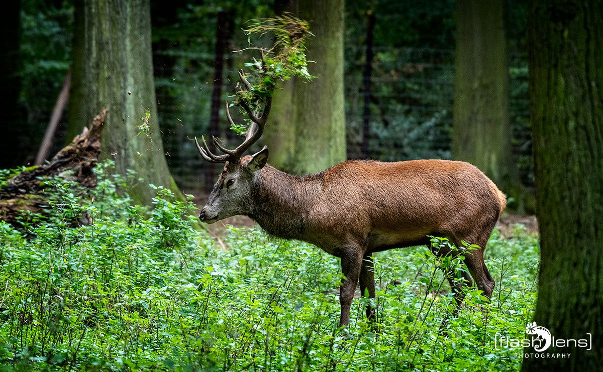 Hochwildpark Rheinland 003
