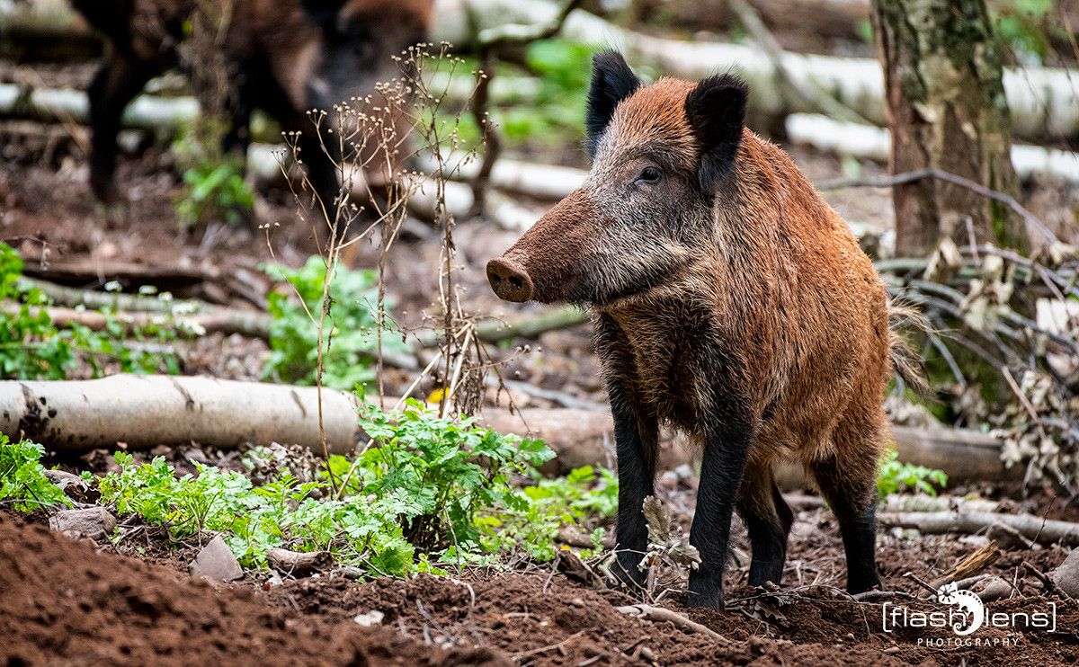 Hochwildpark Rheinland 012